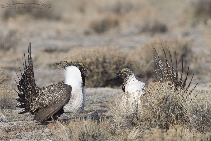 Male Greater Sage-Grouse facing each other head on
