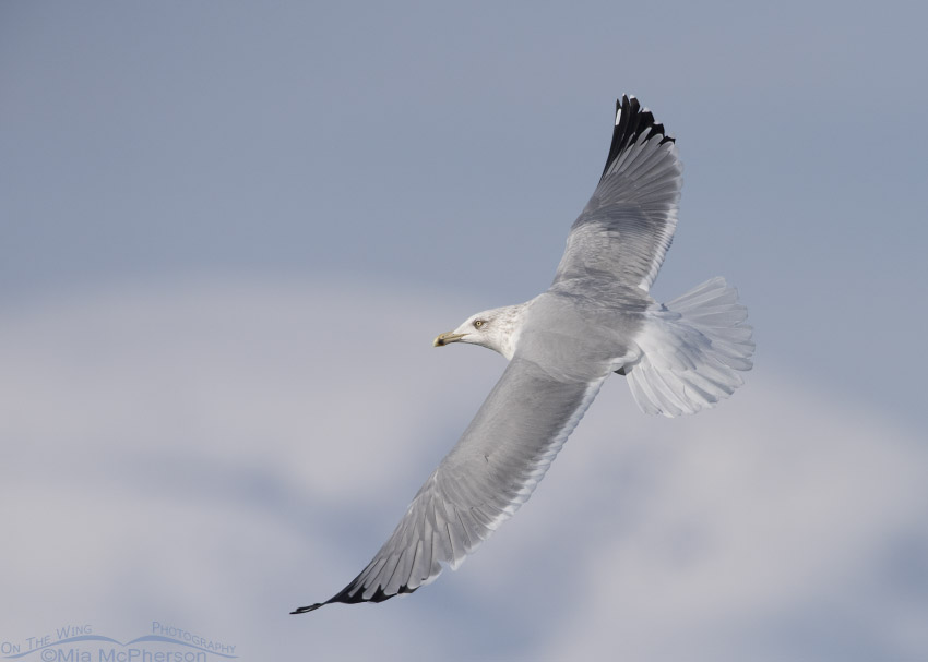 Herring Gull flying over Bear River MBR