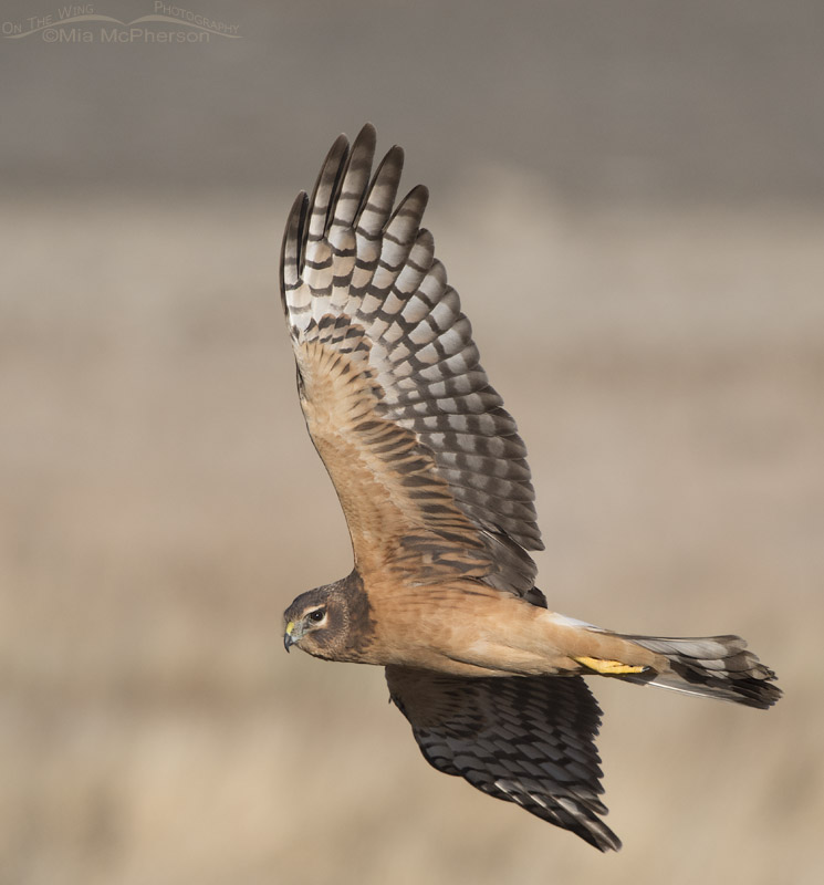 Juvenile female Northern Harrier flying by