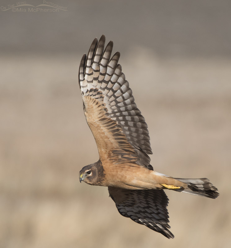 Northern Harrier Images