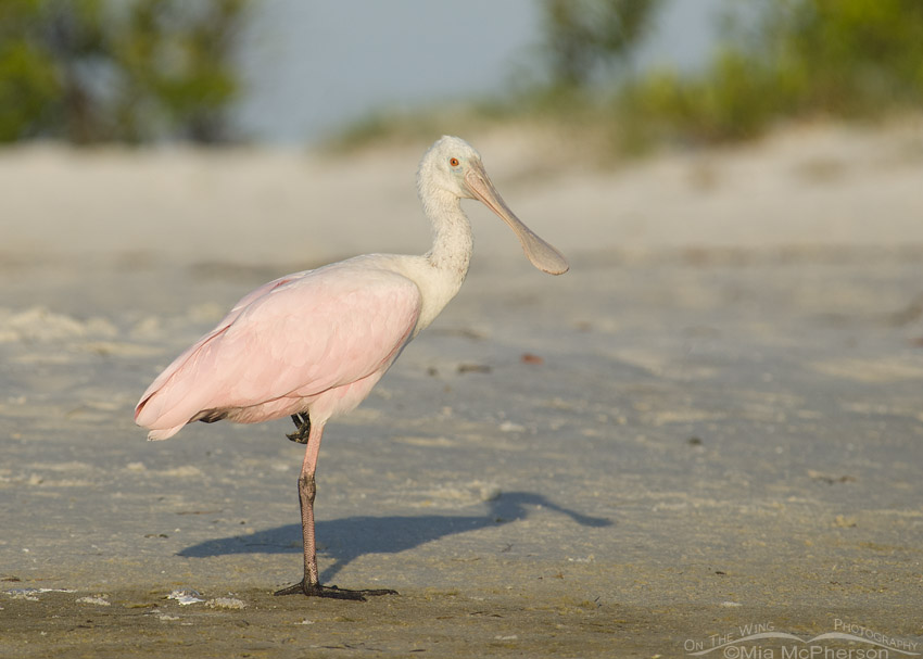 Juvenile Roseate Spoonbill at the edge of a lagoon