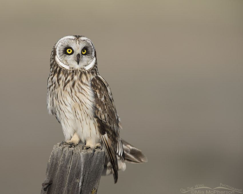 Adult Male Short-eared Owl on a post