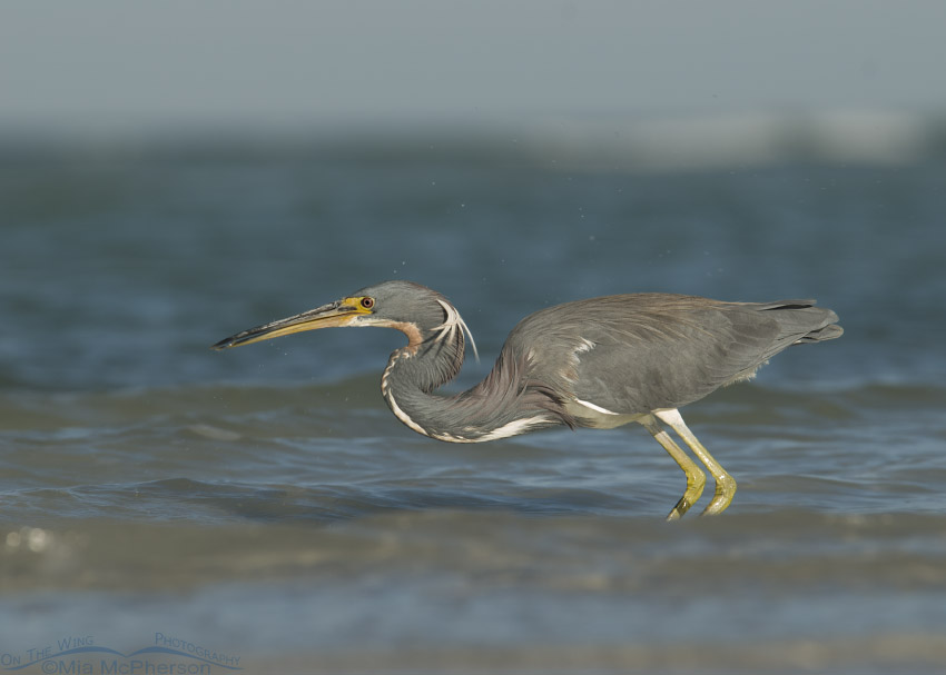 Tricolored Heron looking for breakfast in the waves