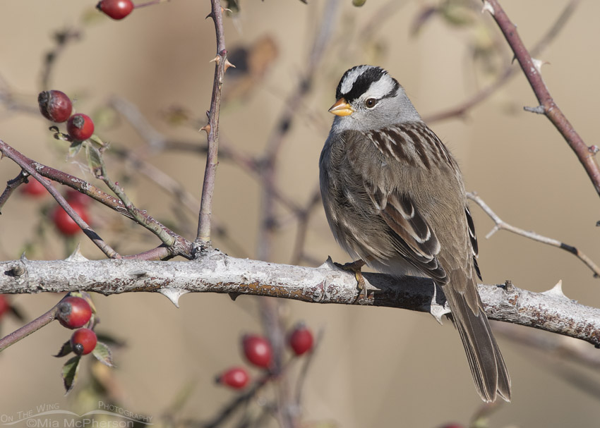 Adult White-crowned Sparrow and Rose hips