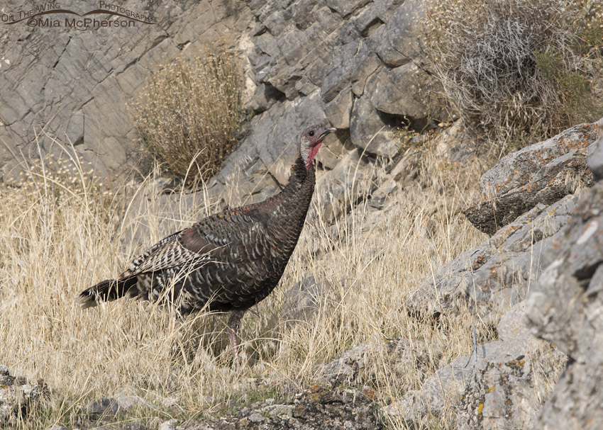 Box Elder County Wild Turkey