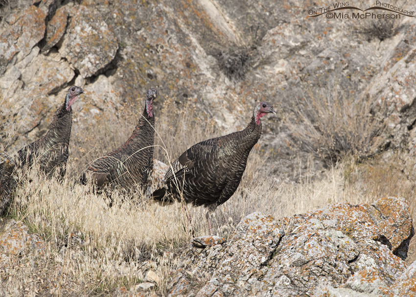 Wild Turkeys in the Promontory Mountain Range