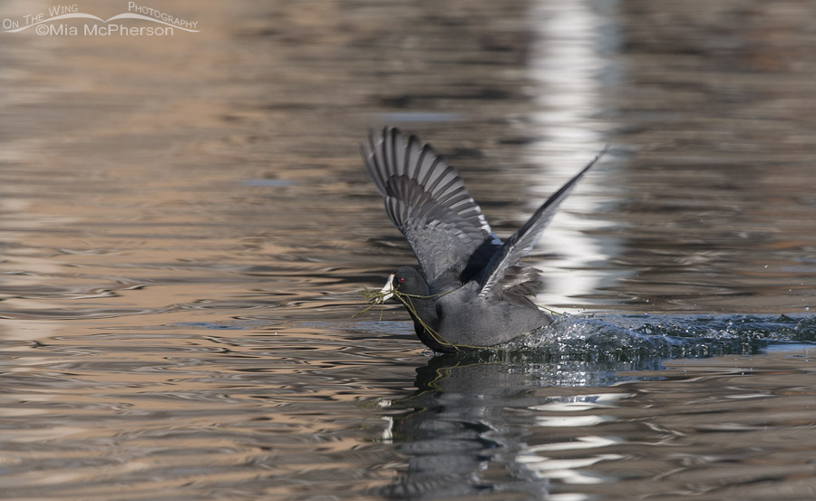 American Coot being pursued