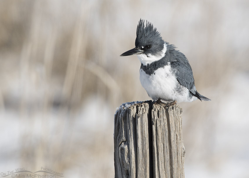 Belted Kingfisher after eating his prey