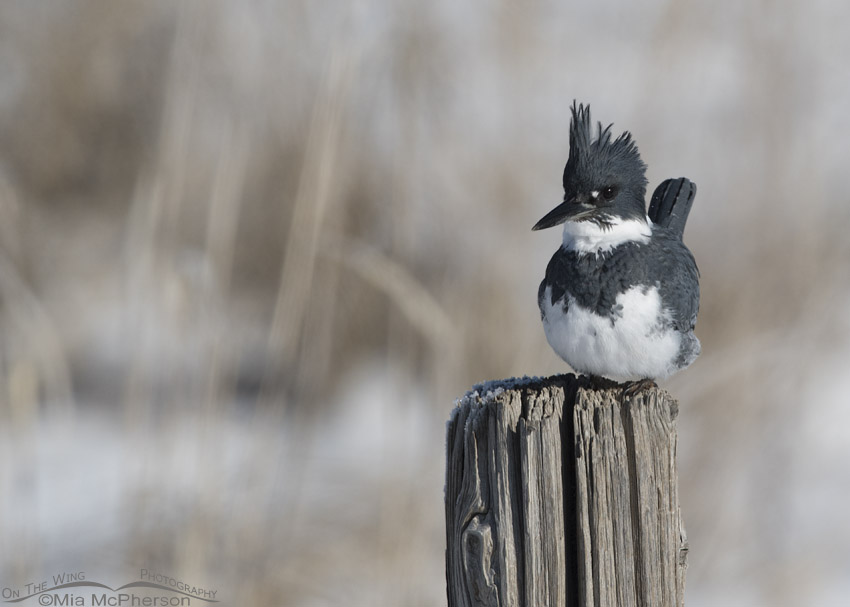 Perky looking male Belted Kingfisher