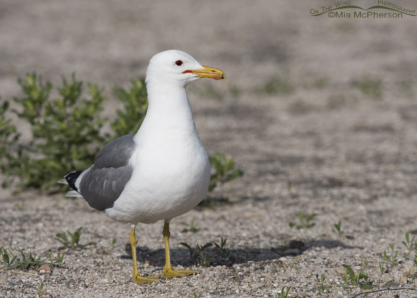 Adult California Gull in breeding plumage on Antelope Island
