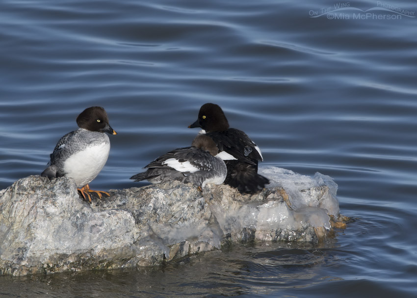 Three Common Goldeneyes on an icy rock in the Great Salt Lake
