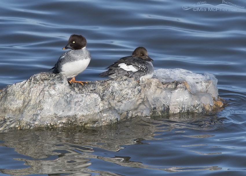 Adult female and 1st winter Common Goldeneyes on the Great Salt Lake