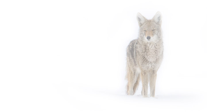 Coyote in a Snow Storm