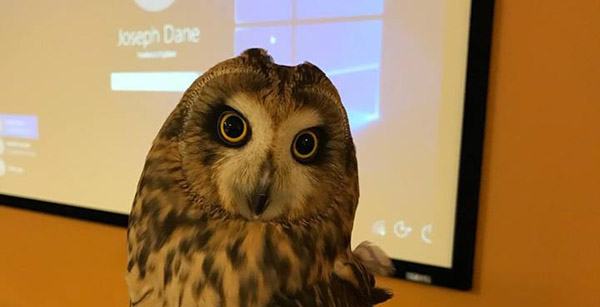 Galileo - the Short-eared Owl