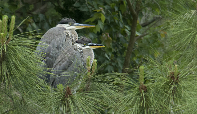 Pair of immature Great Blue Herons in a nest
