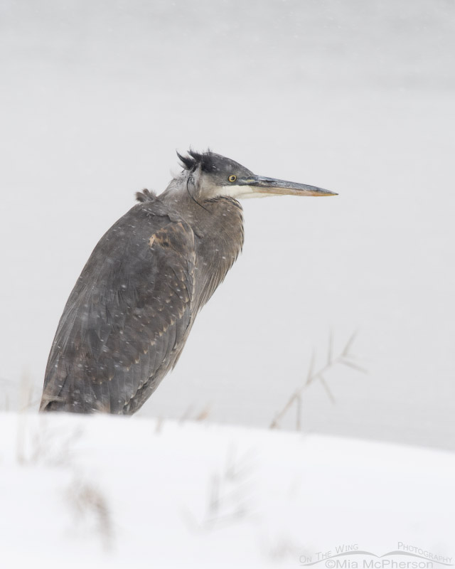 Immature Great Blue Heron in a Christmas Snow Storm