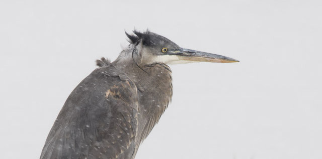 Immature Great Blue Heron in a Christmas Snow Storm