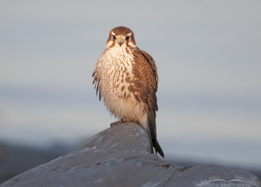 Prairie Falcon at sunrise next to the Great Salt Lake