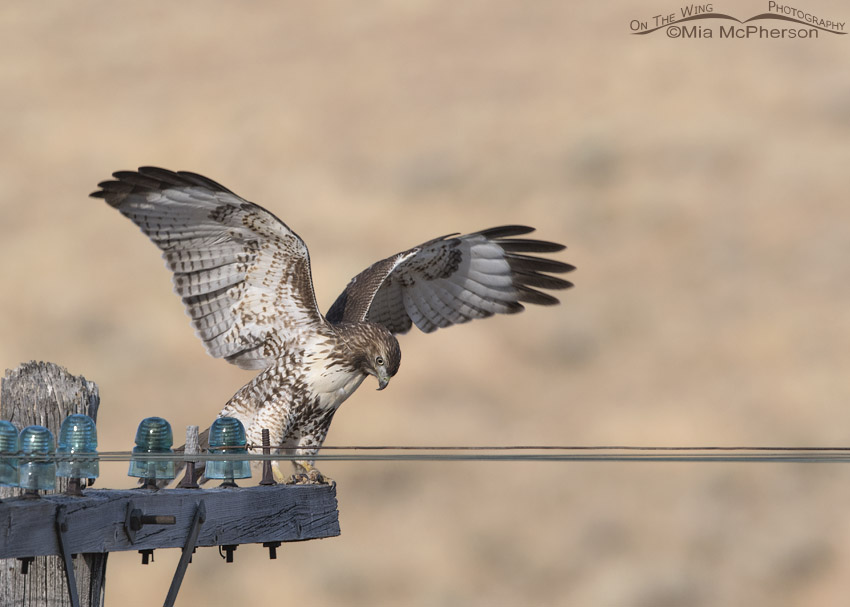 Red-tailed Hawk juvenile touching down on a telegraph pole