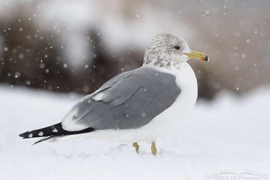 California Gull in a snow storm