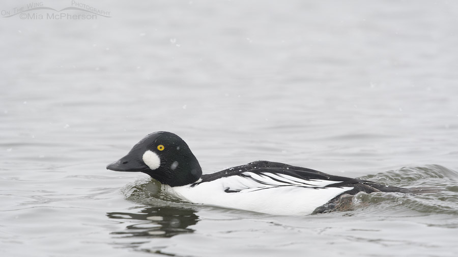 Common Goldeneye drake on a snowy day
