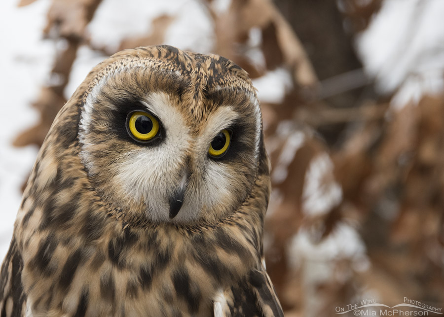 Portrait of Galileo the Short-eared Owl