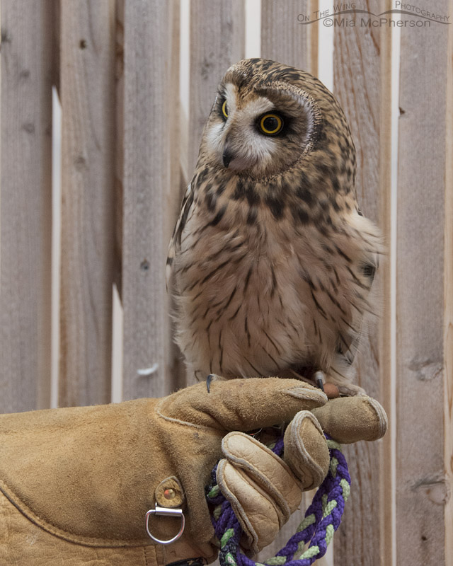 Galileo the Short-eared Owl in his mew