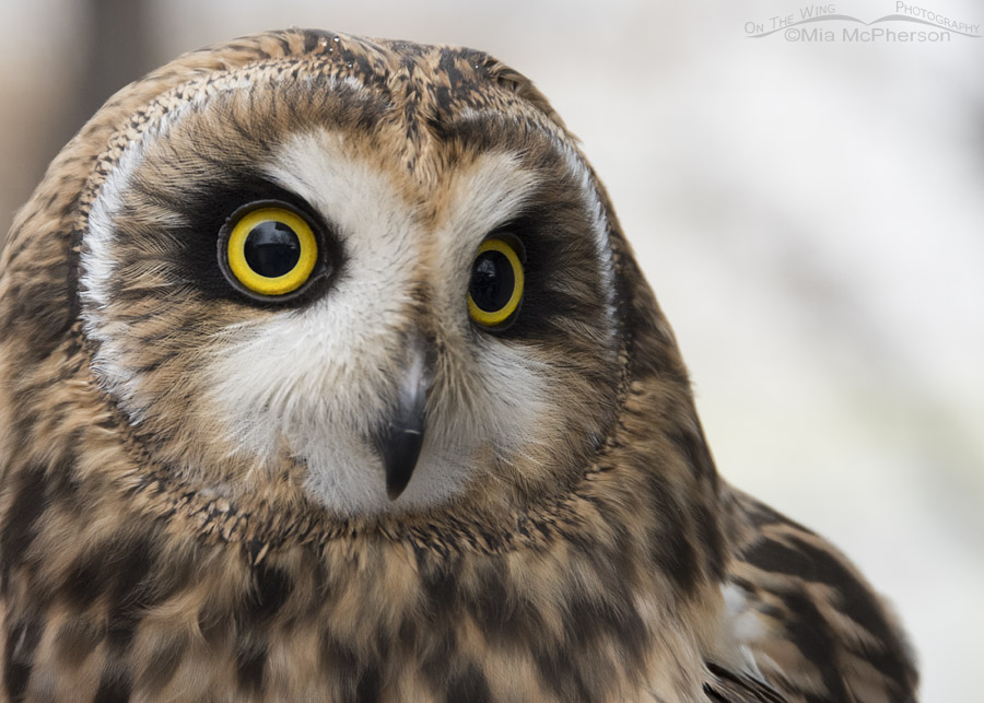 Close up of Galileo - HawkWatch International's newest education bird