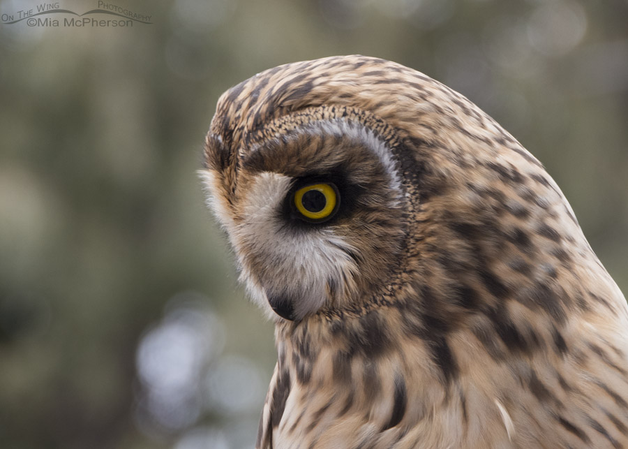 Galileo the Short-eared Owl outside
