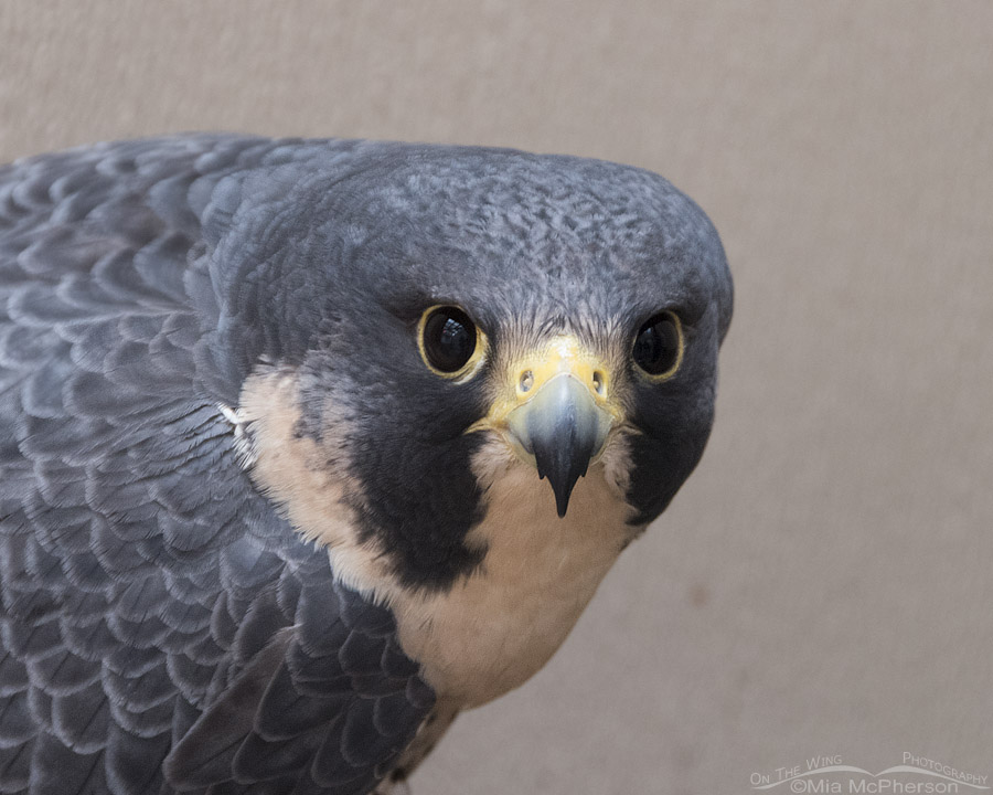 Goose the Peregrine Falcon - A HawkWatch International education bird