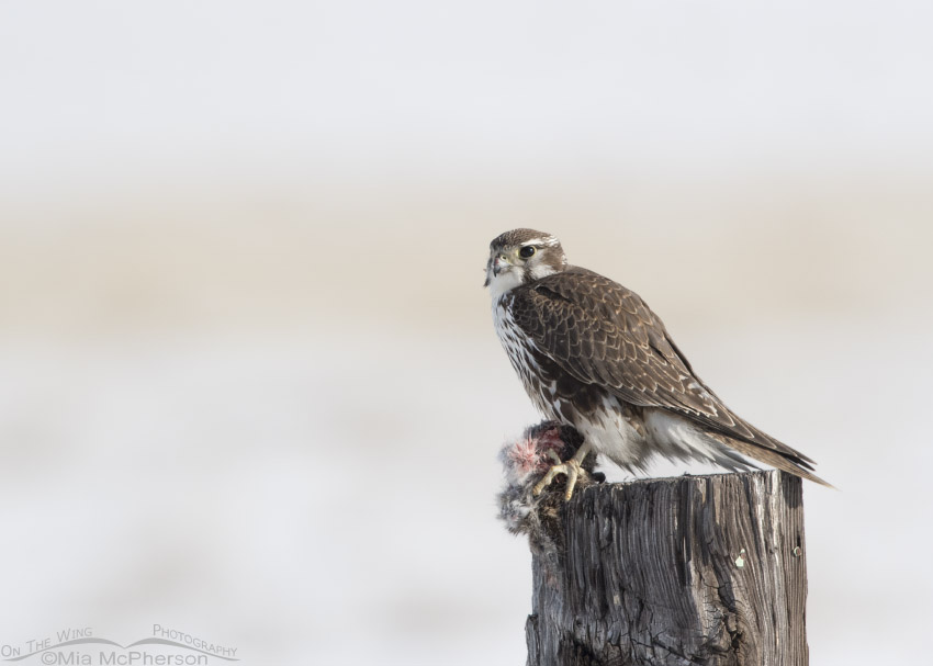 Adult Prairie Falcon with prey in Box Elder County