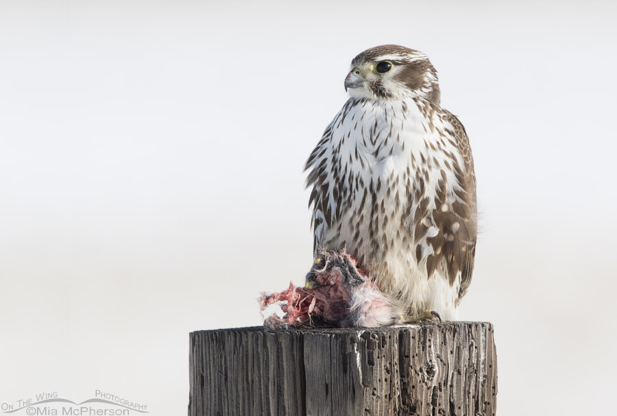 Prairie Falcon adult with prey in winter