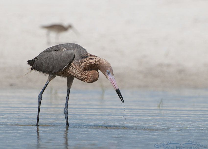 Reddish Egret foraging in a lagoon with a curlew in the background