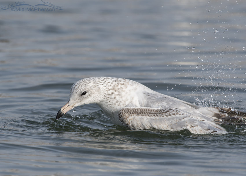 First winter Ring-billed Gull bathing