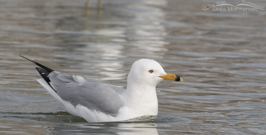 Ring-billed Gull who molted earlier than normal