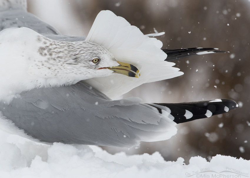 Ring-billed Gull preening in a snow storm