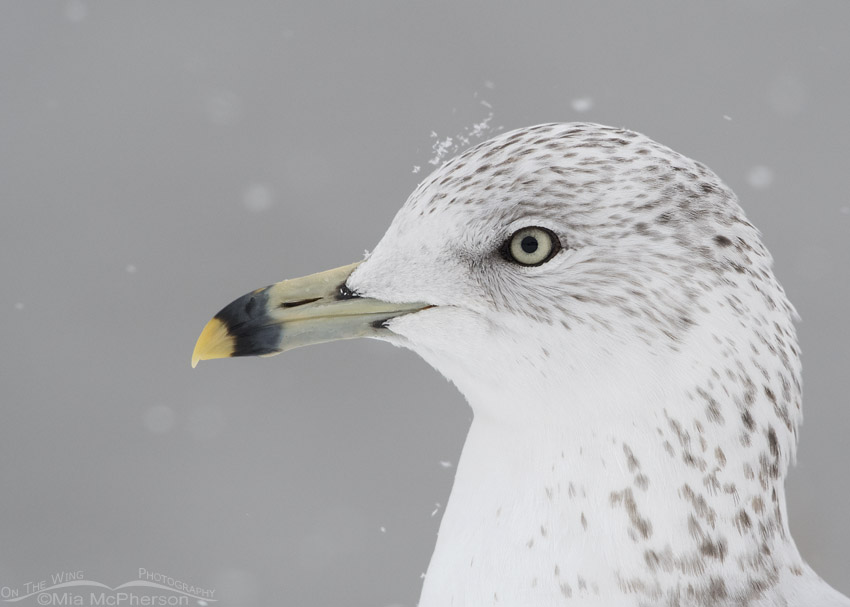 Snow falling on a Ring-billed Gull