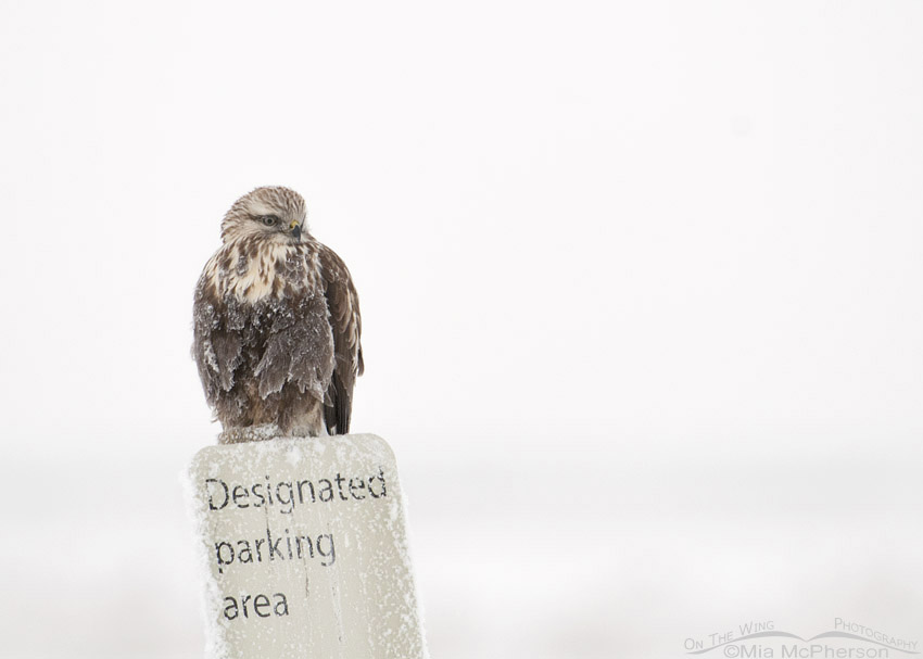 Rough-legged Hawk on a parking sign