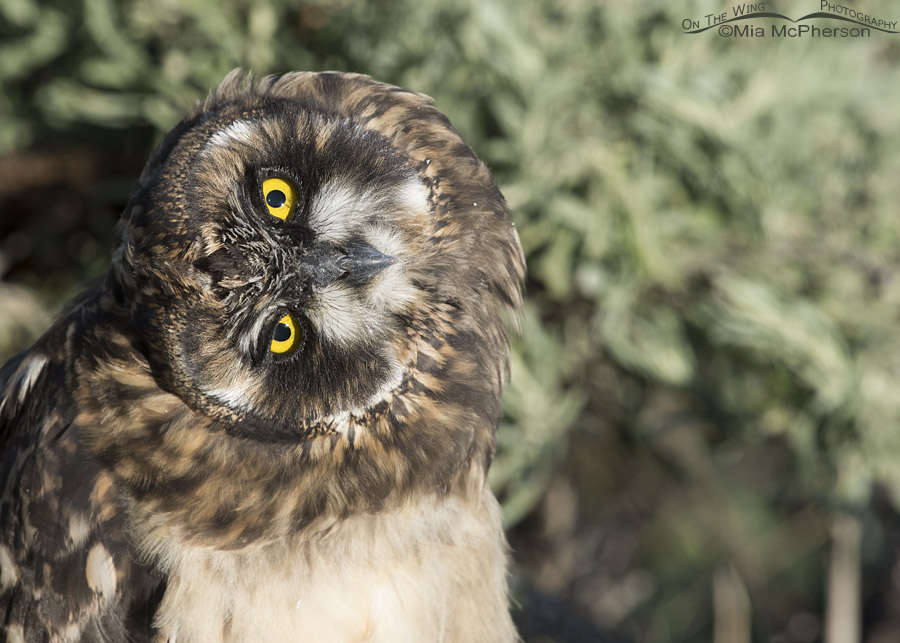Short-eared Owl chick tilting its head