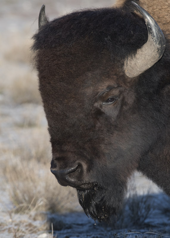 Stink-eye from an American Bison bull