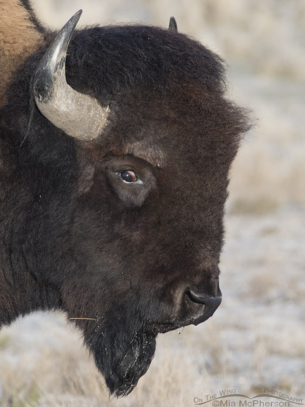 Crazy-eyed Bison bull