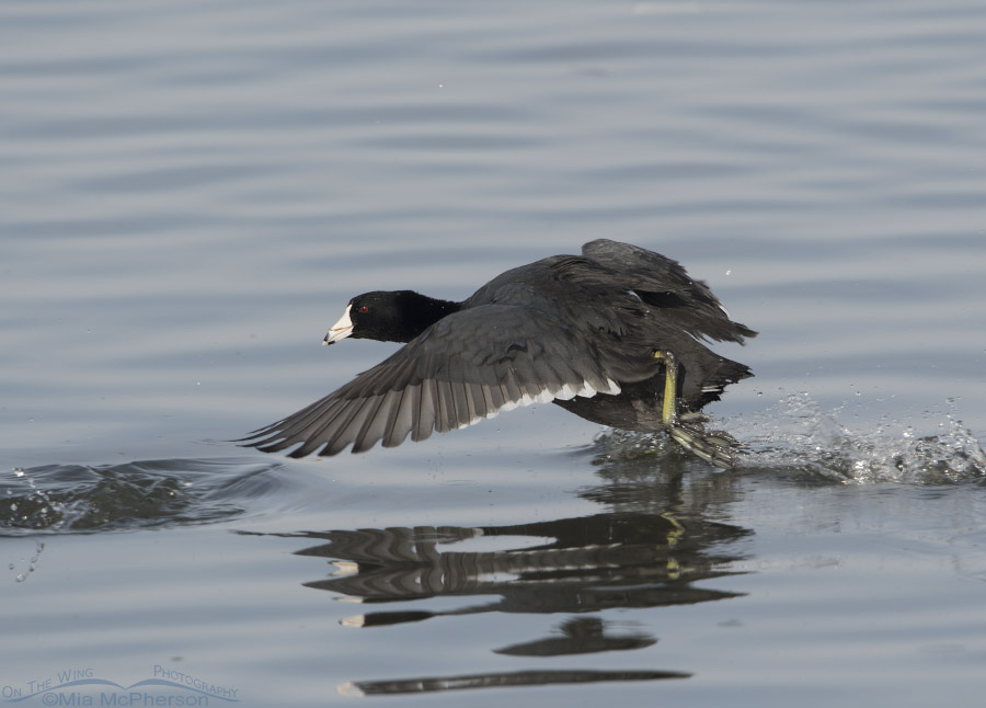American Coot being chased at Farmington Bay