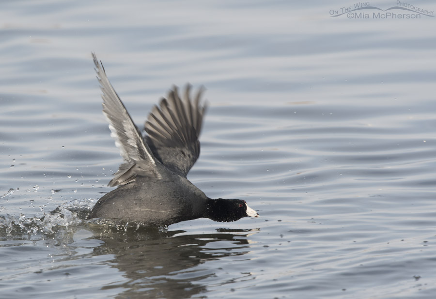 American Coot being chased past me