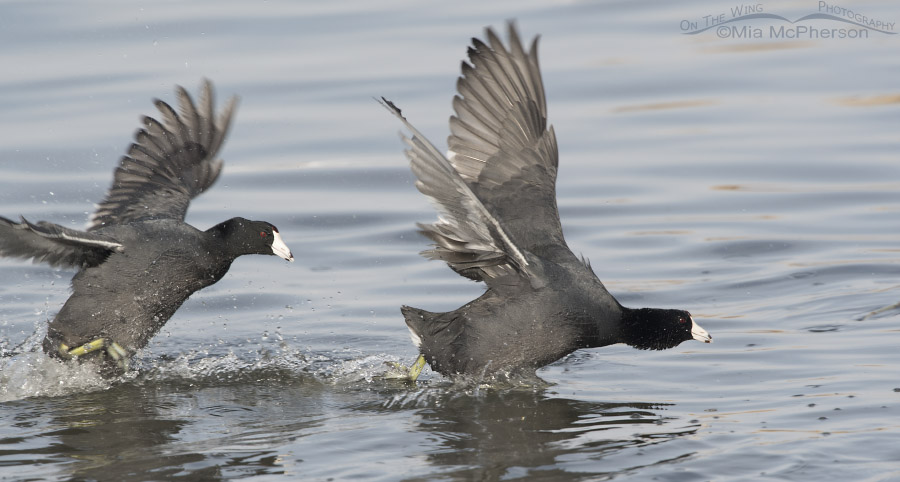 The aggressive American Coot on the other coot's tail