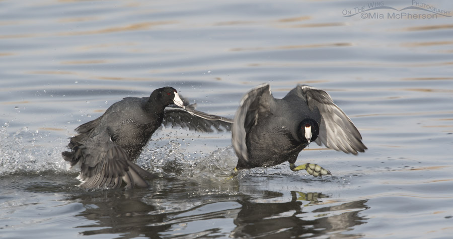 American Coots running on the water