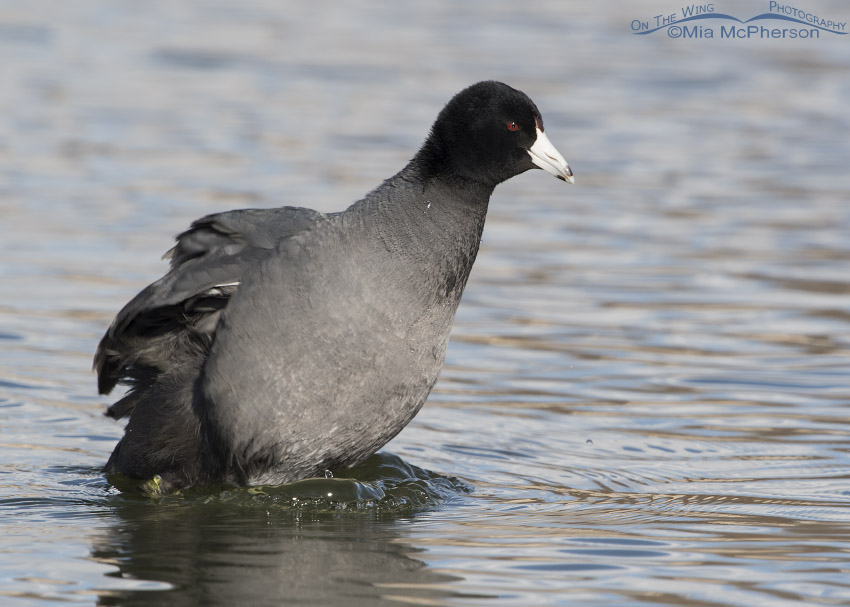 American Coot shaking its feathers after bathing