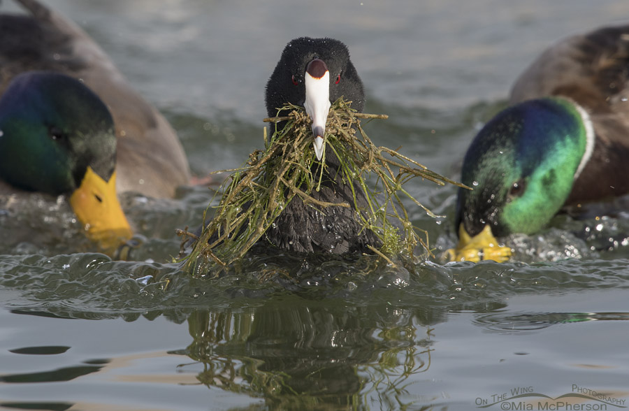 American Coot being chased by Mallards