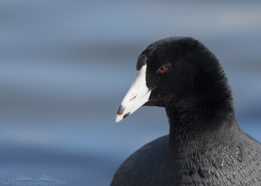 Coot portrait in front of icy blue water