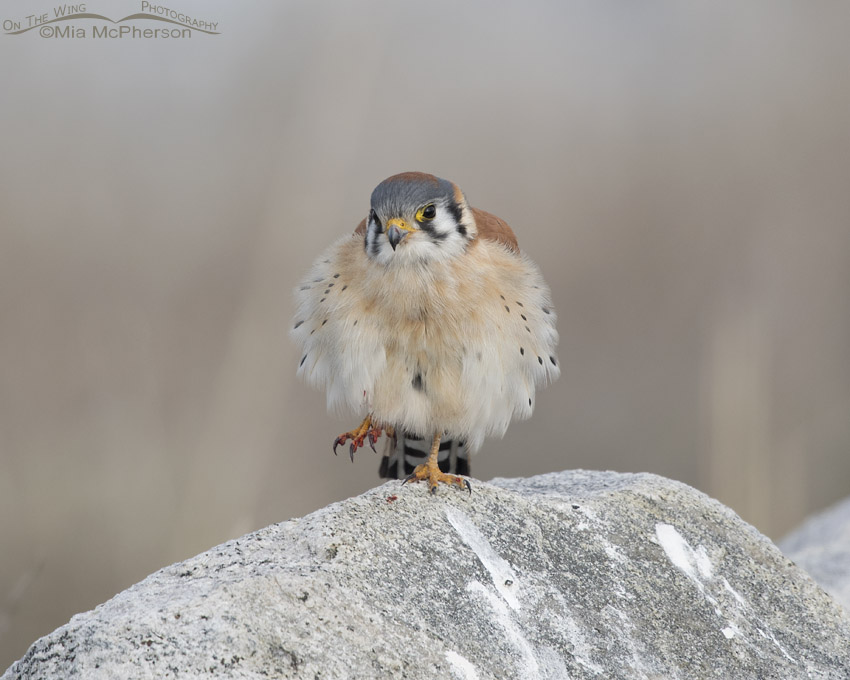 American Kestrel male with a bloody foot