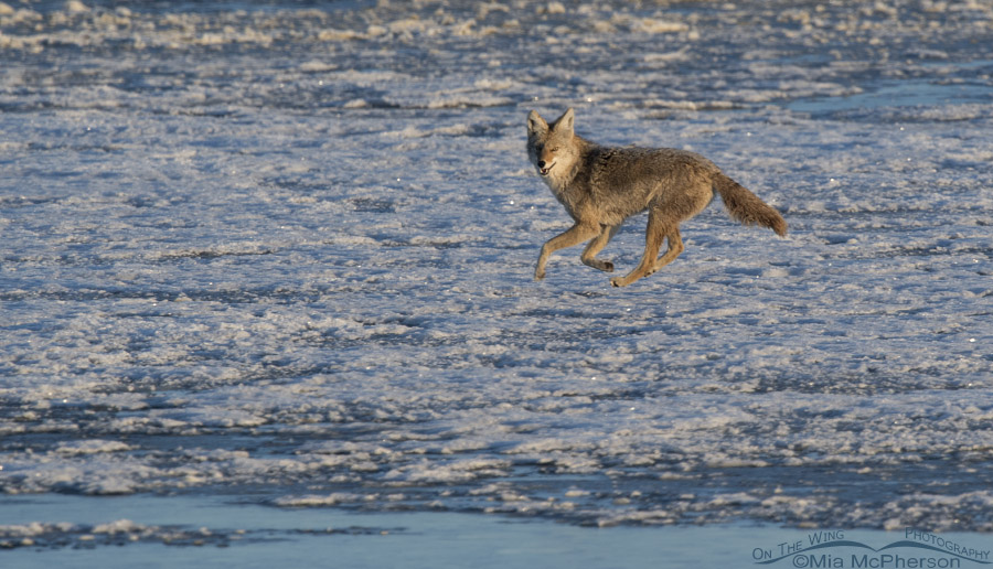 Coyote running on ice